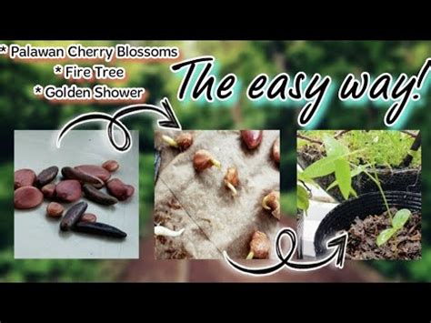 Germinating Palawan Cherry Blossoms Seeds Youtube