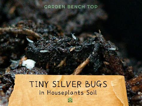 Get Rid Of Bugs In Houseplant Soil