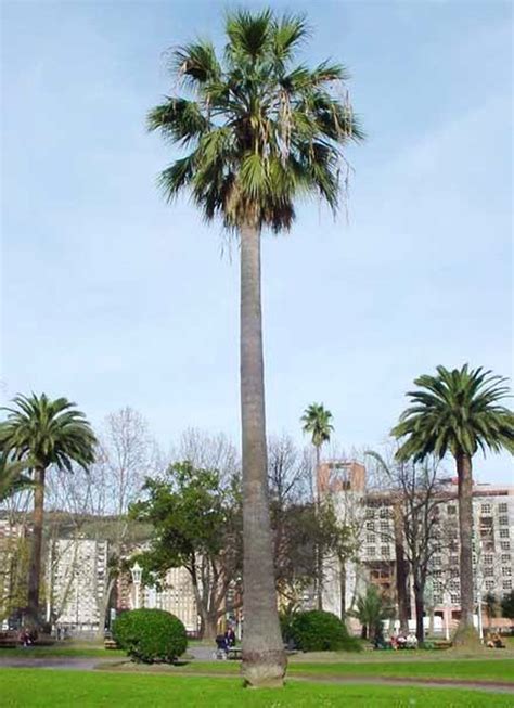 Get Your California Fan Palm Trees From The World S 1 Supplier West