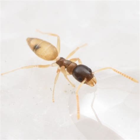 Ghost Ant Ant Species In Hawaii Inaturalist