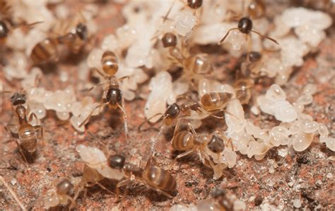 Ghost Ants Florida: Eradication Guide