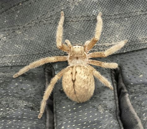 Giant Crab Spider