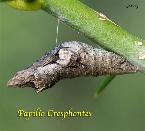 Giant Swallowtail Butterfly Chrysalis