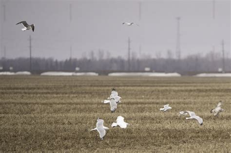 Glaucous Gull From Brady 4R Winnipeg Depot Mb R0g 0A1 Canada On May 1