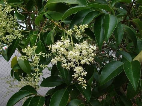 Glossy Privet Growing Guide