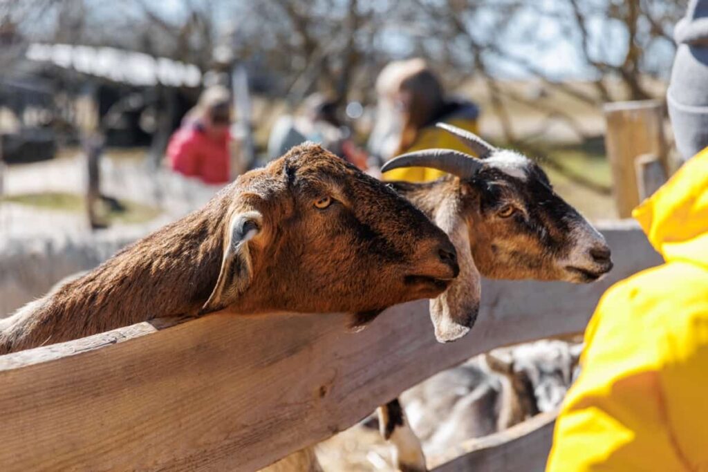 Goat Farming Business Guide For Beginners Sheepfarm In