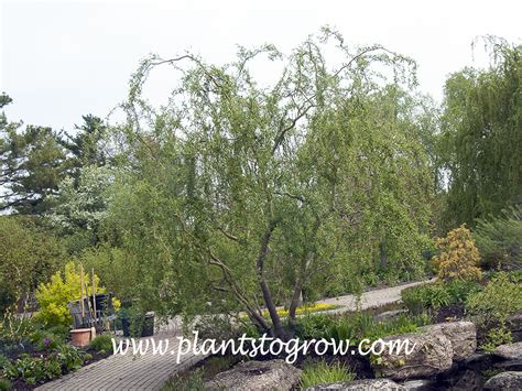 Golden Curls Willow Salix Matsudana Plants To Grow Plants Database