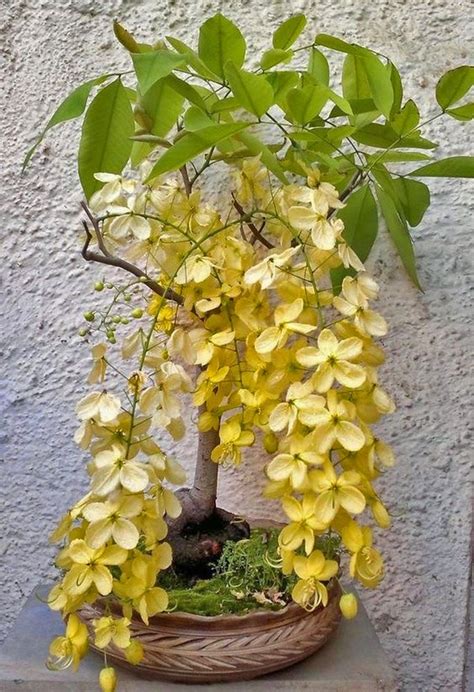 Golden Shower Cassia C Fistula 25 Fresh Seeds Bonsai Or Feature