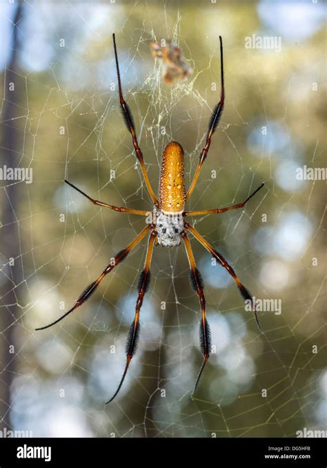 Golden Silk Spider Female In Florida And Other Southeast Flickr