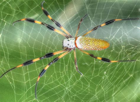 Golden Silk Spider