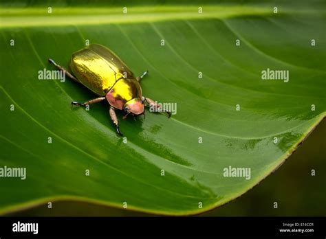 Golden Spider Beetle Hi Res Stock Photography And Images Alamy