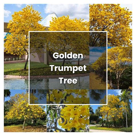 Golden Trumpet Tree: Fast Growing Guide