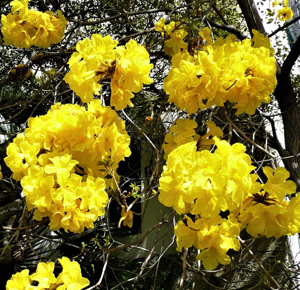 Golden Trumpet Tree Santa Barbara Beautiful