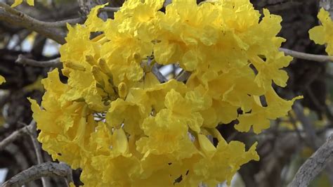 Golden Trumpet Trees In Bloom Youtube