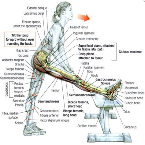 Good Hamstring Stretches: Reduce Injury Risk