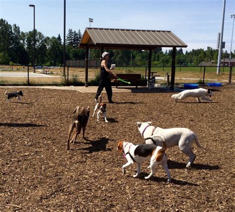 Got Dogs Explore 7 Off Leash Options In Bellingham Whatcomtalk