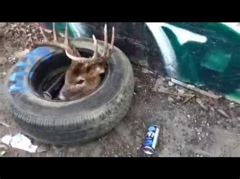 Graphic Severed Deer Head Found In Calgary Dump Youtube