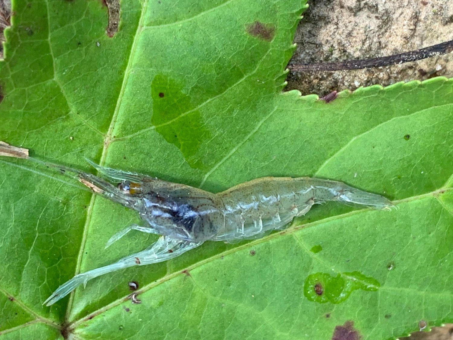 Grass Shrimp Bacoat Farms