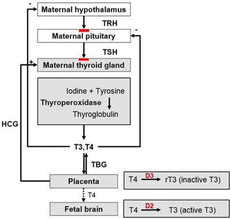 Graves Disease Pregnancy