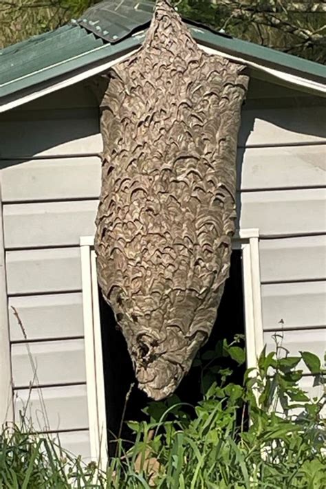 Great Black Wasp Nest