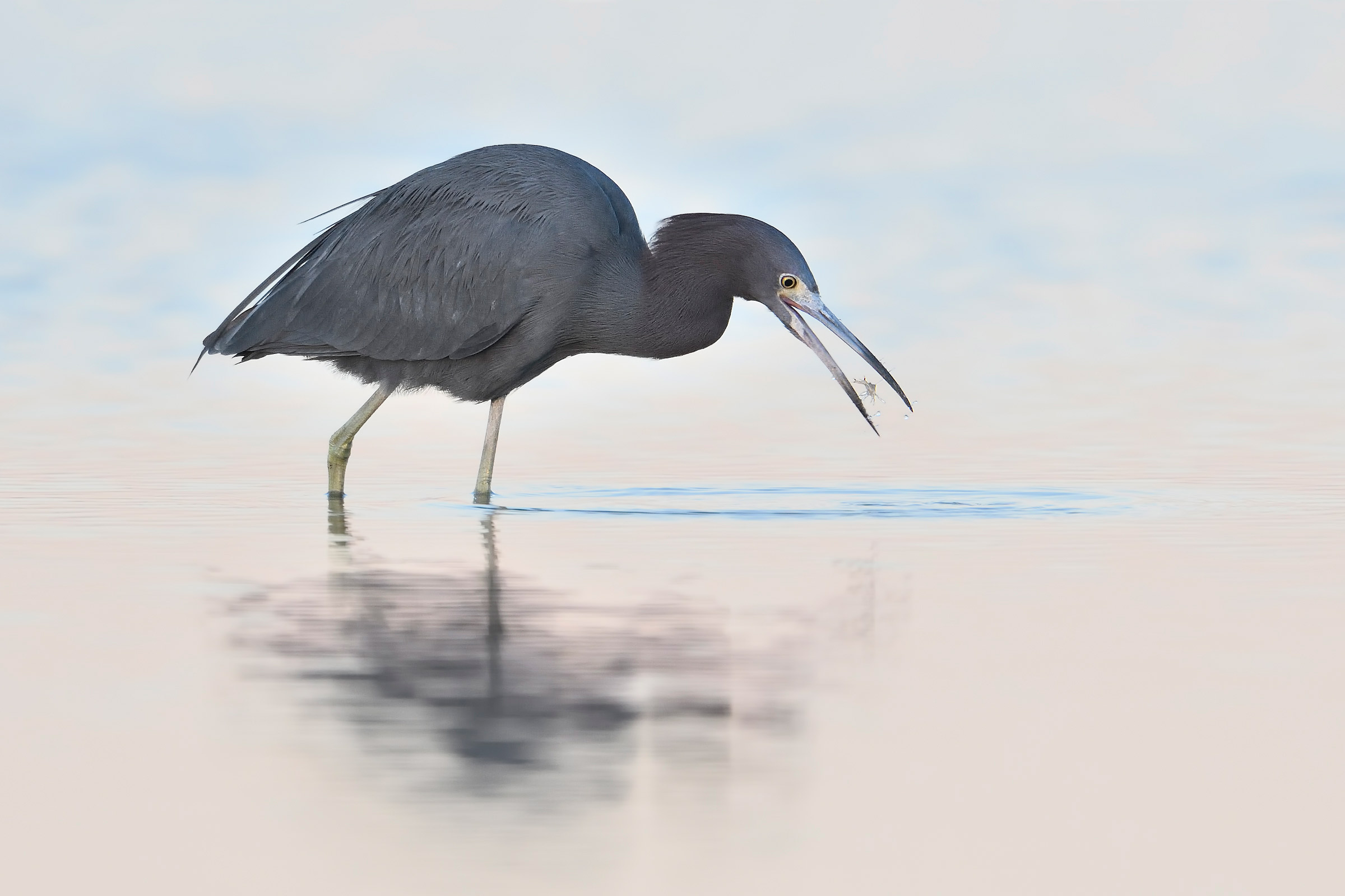 Great Blue Heron Audubon Texas