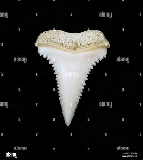 Great White Shark Tooth Stock Photo Alamy