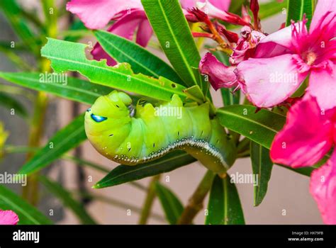 Green Caterpillar Daphnis Nerii On Sweet Oleander Nerium Oleander