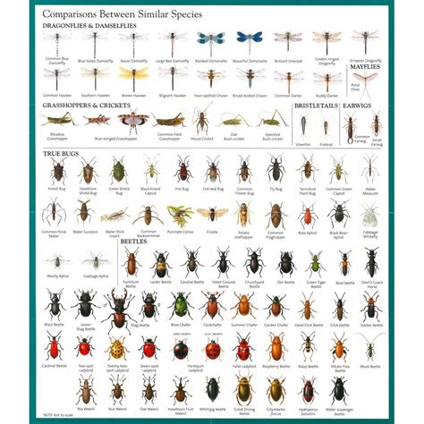 Green Flying Bug Id Guide