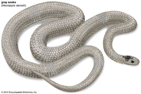 Grey Snake Facts: Comprehensive Species Overview