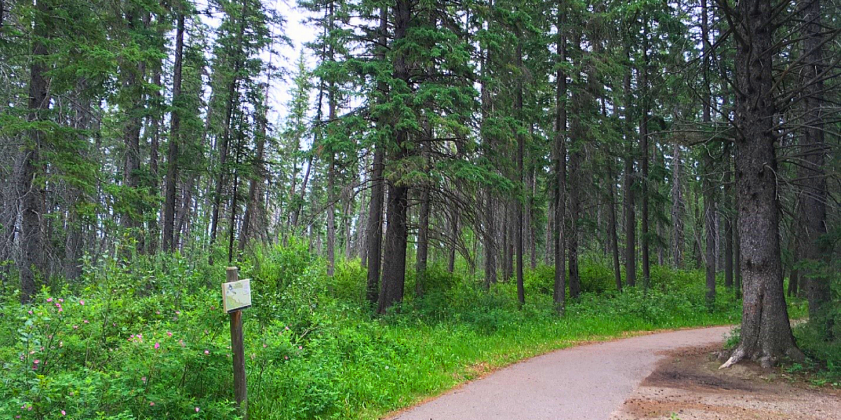 Griffith Woods Park Calgary All You Need To Know Before You Go