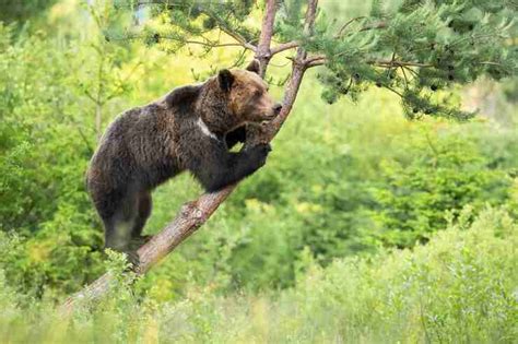 Grizzlies Can Amp 39 T Climb Trees Climb Trees Grizzly Wildlife