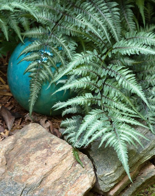 Growing A Japanese Painted Fern Triangle Gardener Magazine