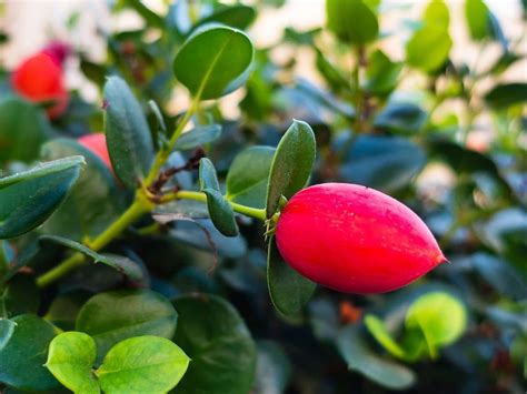 Growing And Caring For The Miracle Berry Plant Synsepalum Dulcificum