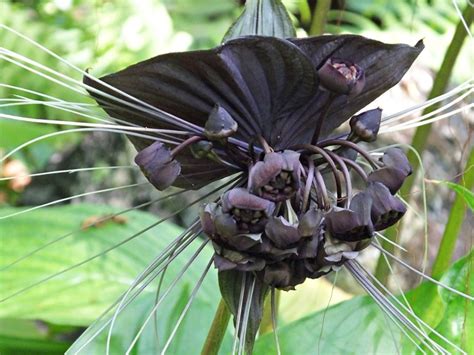 Growing Bat Flowers From Seed Learn About Bat Flower Seed Germination