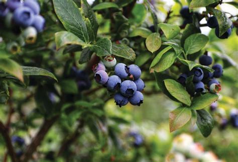 Growing Blueberries In Western Washington Garden Notes Port