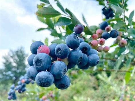 Growing Blueberry Bushes Tips For Success Gardening Channel