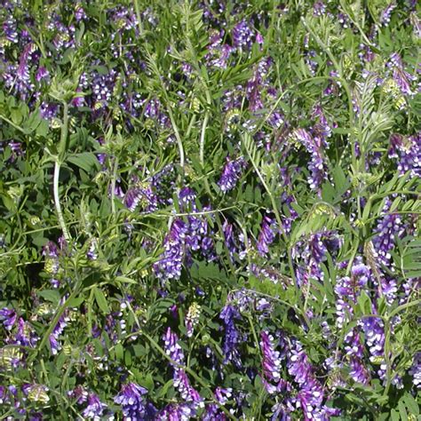 Growing Hairy Vetch Cover Crop Seed For Sale 5 25 50 Lbs