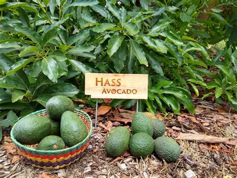 Growing Hass Avocado Tree Hot Sex Picture