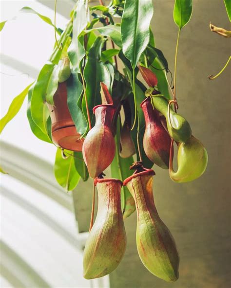 Growing Pitcher Plants Indoors How To Care For A Pitcher Plant