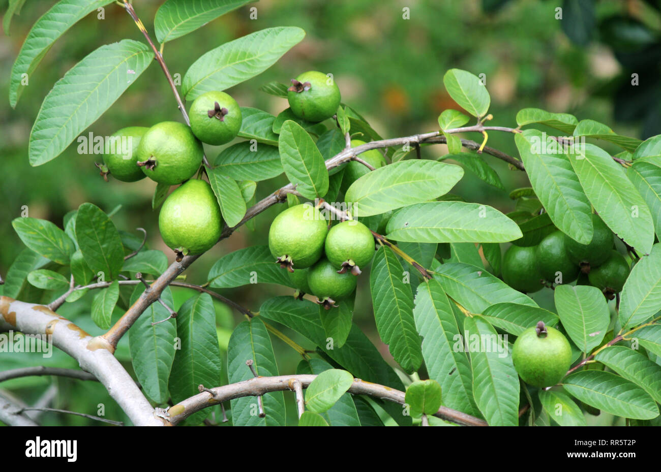 Guava Fruit Tree