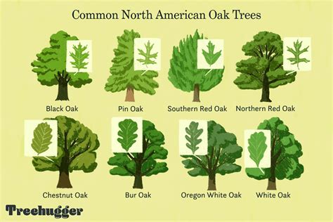 Guide To Common Oak Tree Species