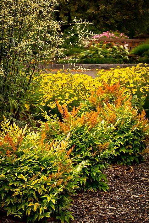 Gulf Stream Nandina The Tree Center