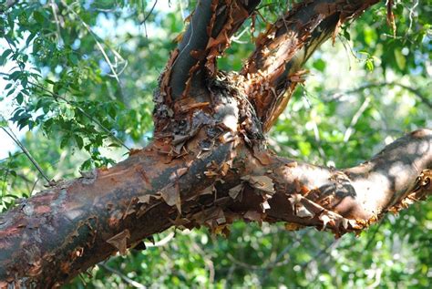 Gumbo Limbo Growth: Master Planting Secrets