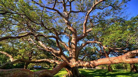 Gumbo Limbo Parkland Falls Nursery