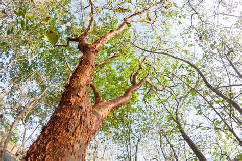 Gumbo Limbo Tree Care: Thriving Guide