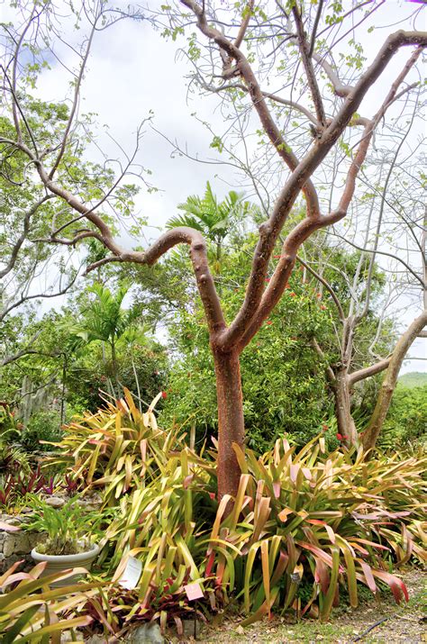 Gumbo Limbo Tree Heritage Vi