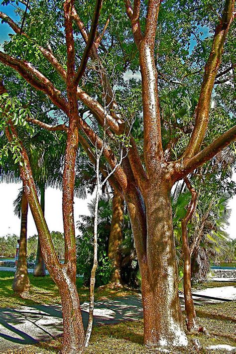 Gumbo Limbo Tree