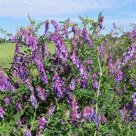 Hairy Vetch Seed: Increases Crop Yields