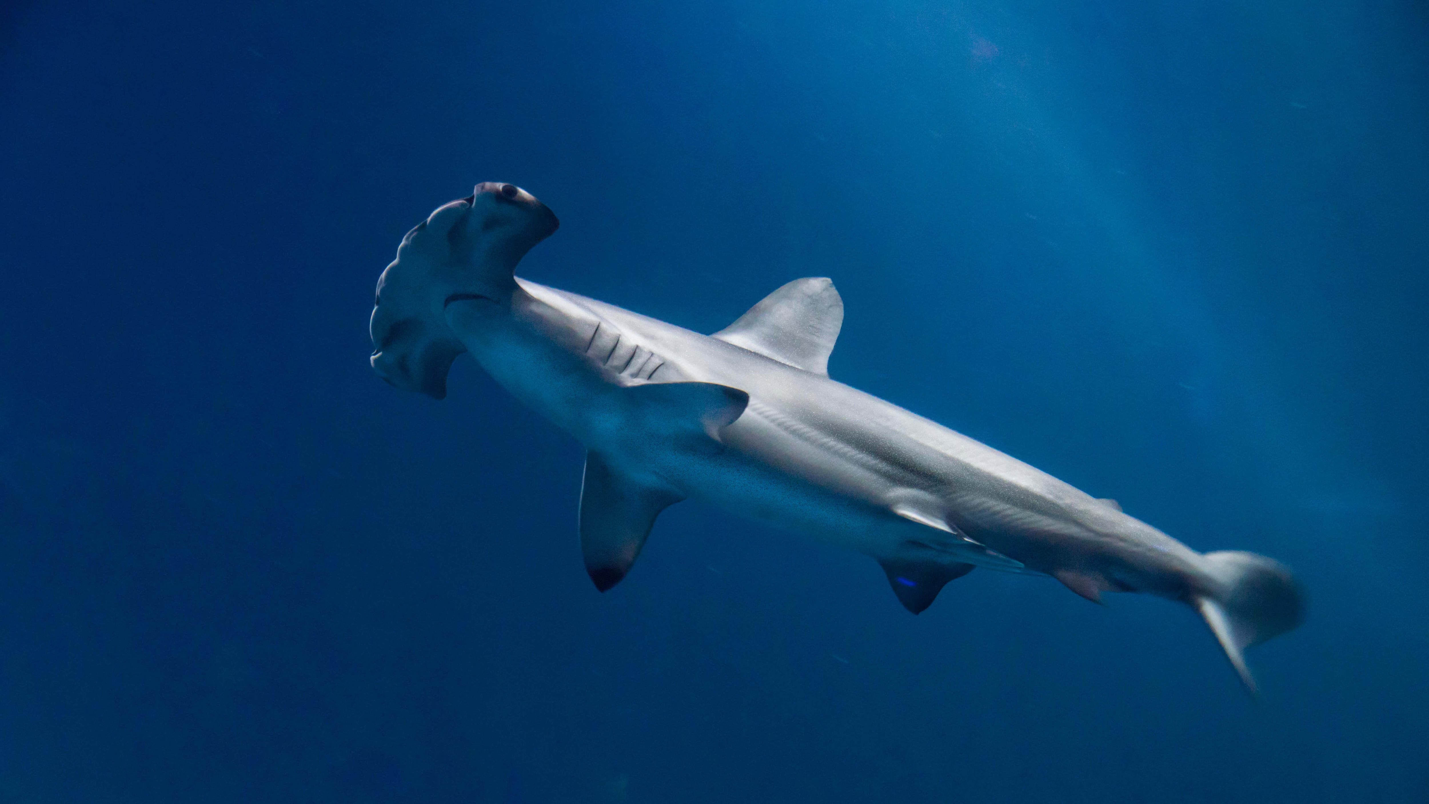 Hammerhead Sharks Hold Their Breath To Stay Warm When Diving Into Cold