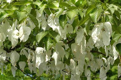 Handkerchief Tree A Tree With A Fabulous Appearance When Blooming